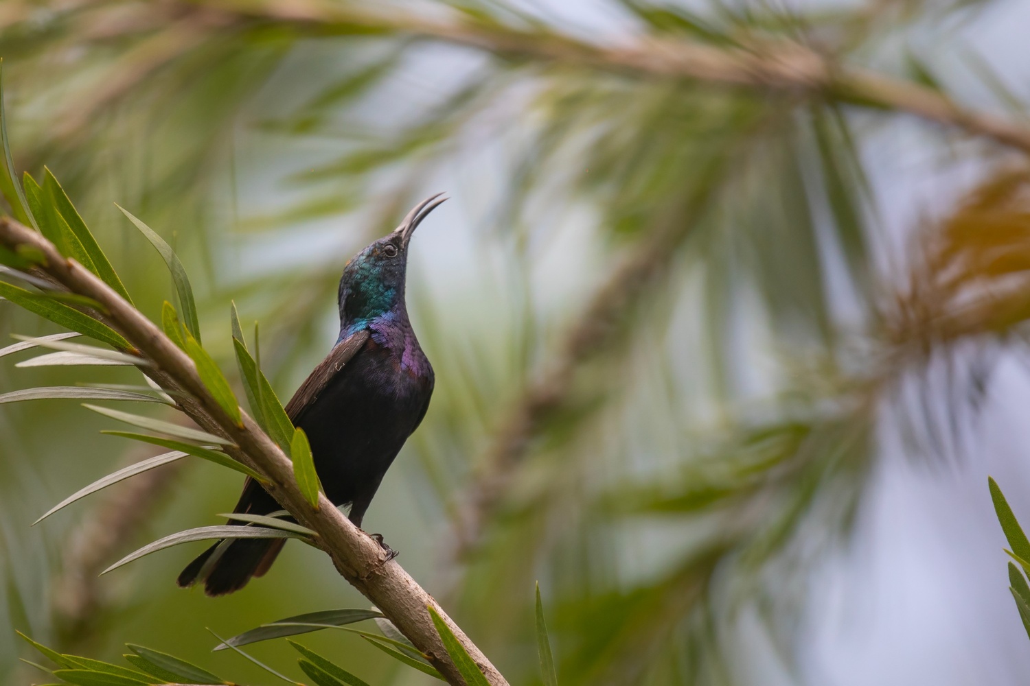 Bardia National Park Birdwatching