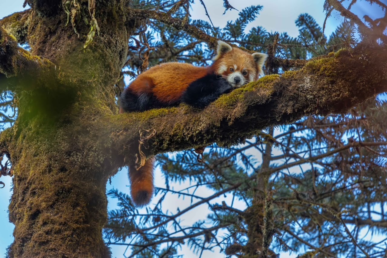Red Panda Expedition